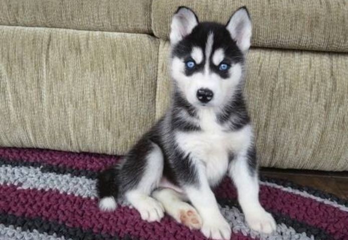 Charmante Siberian Husky-Welpen