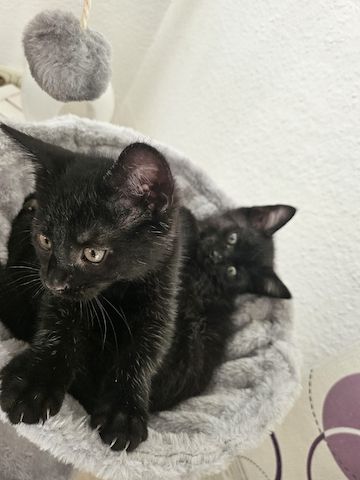 Kitten