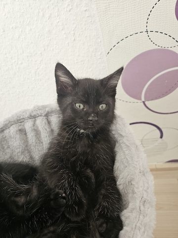Kitten