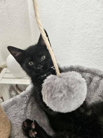 Kitten