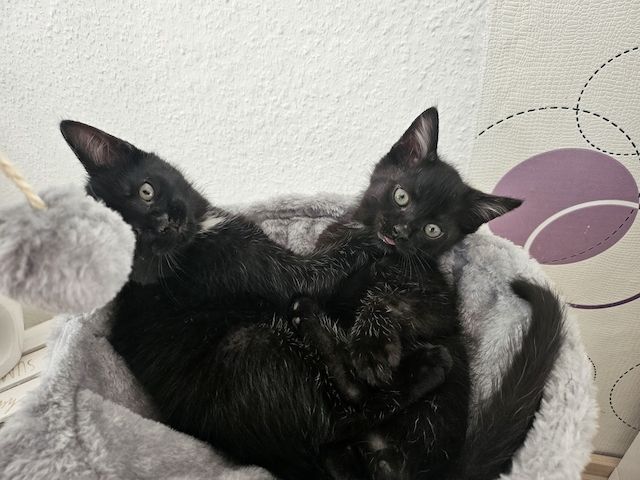 Kitten