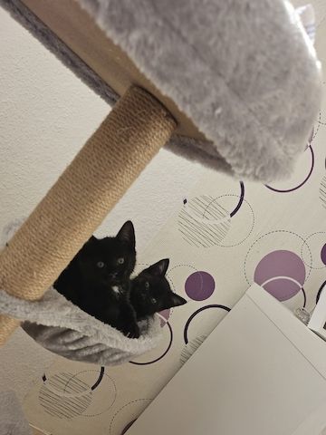 Kitten