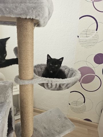 Kitten