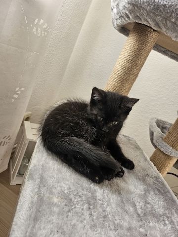 Kitten