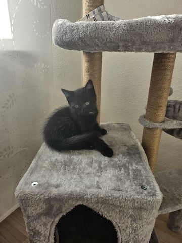 Kitten