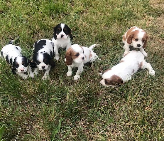 Cavalier King Charles Spaniel Welpen