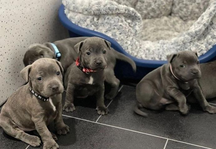 Schöne Staffordshire Bull Terrier Welpen,
