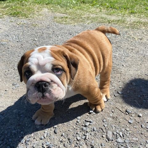Englische Bulldoggenwelpen