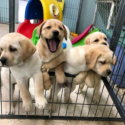 Entzückende Labrador Welpen zu verkaufen