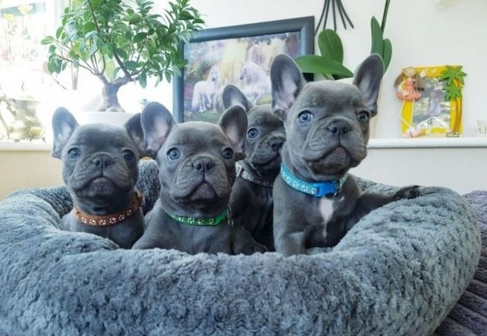 Schöne Französische Bulldoggen Welpen Verfügbar