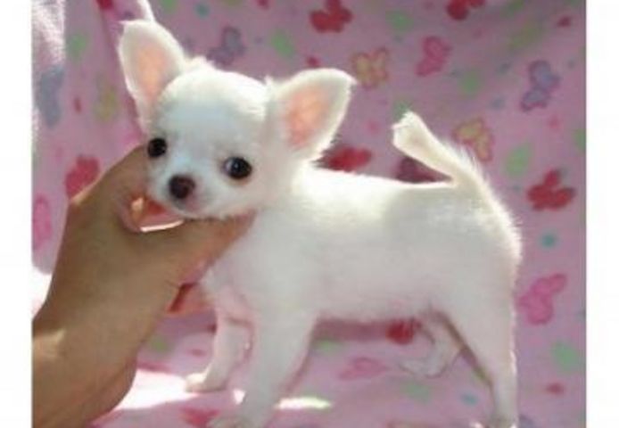 Mini Chihuahua Babys mit papieren