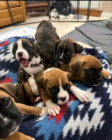 Boxer Welpen mit VDH/ BK Papieren