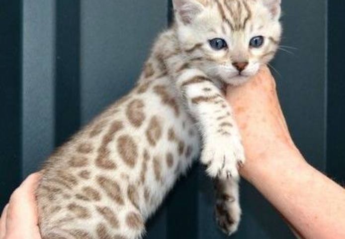 Männchen und -Weibchen, reinrassige Bengal-Kätzchen zu verkaufen