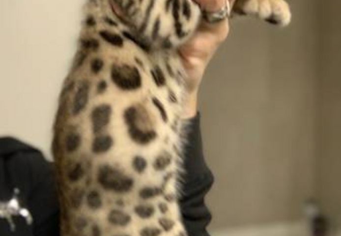 Männchen und -Weibchen, reinrassige Bengal-Kätzchen zu verkaufen