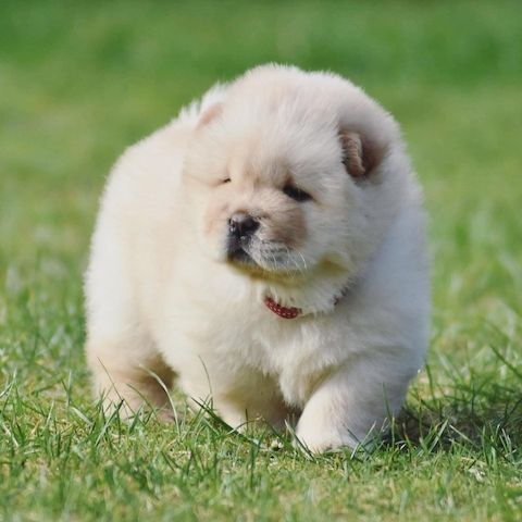 Chow chow welpen WhatsApp-Nachricht an +31684935138