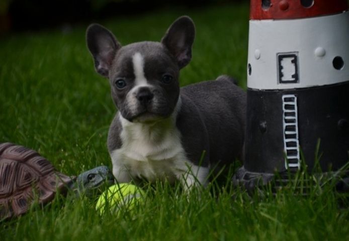 Reinrassige Französische Bulldoggenwelpen