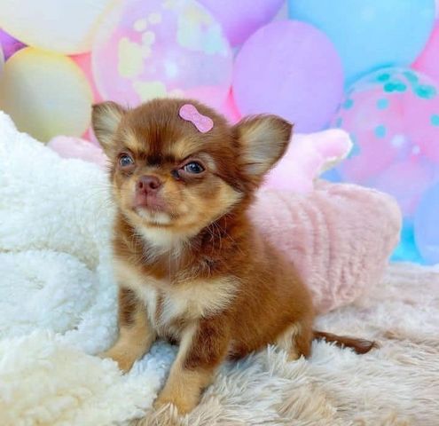 6 wunderschöne Chihuahua Welpen Kurzhaar suchen ein liebevolles Zuhause auf Lebenszeit