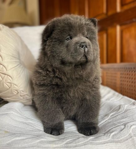 Zuckersüße reinrassige Chow-Chow Welpen