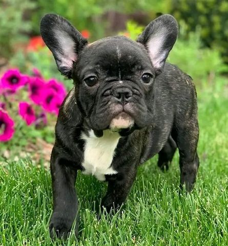 Französische Bulldogge Welpen WhatsApp-Nachricht an +31684935138