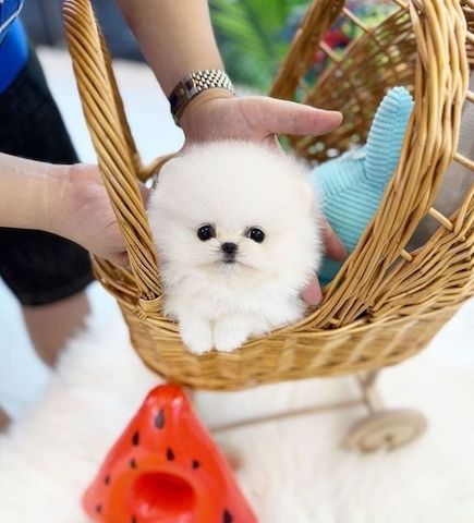 Zwergspitz Pomeranian welpe
