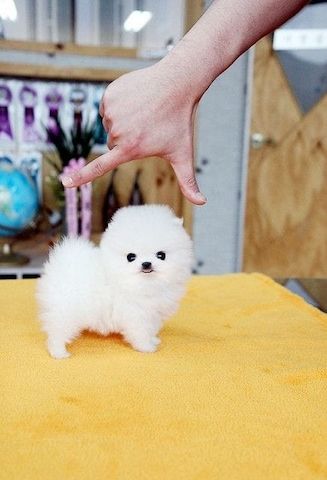 Zwergspitz Pomeranian welpe