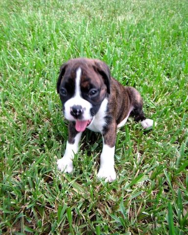 Wunderschöne Boxer Welpen WhatsApp-Nummer +31684935138