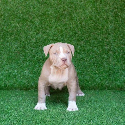Blueline welpen American Pitbull Terrier whatsapp Nummer (+31684935138)