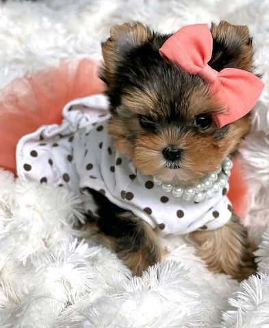 Yorkshire Terrier Welpen zu verkaufen WhatsApp-Nummer +31684935138