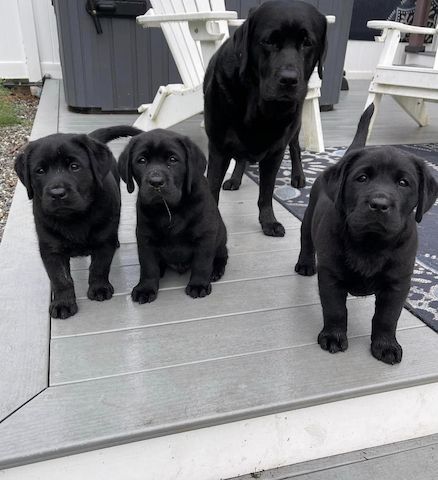 Wunderschöne Labrador Welpen