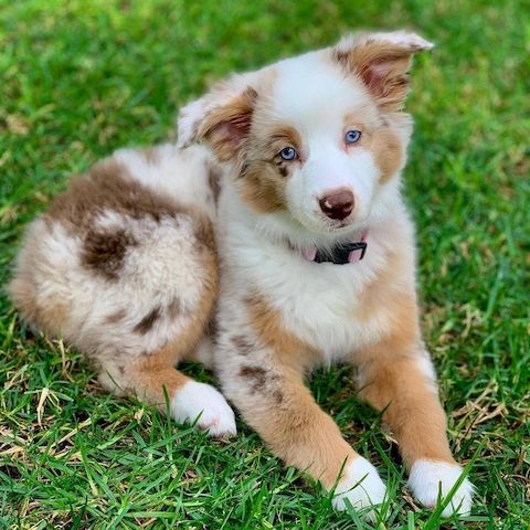 Miniatur Australian Shepherd Mini und Toy Aussies