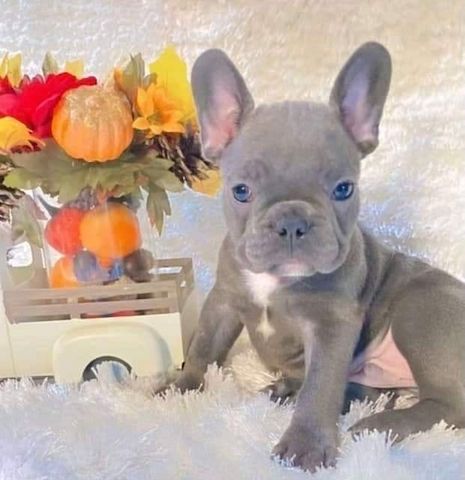 Französische Bulldogge Welpen