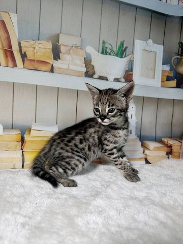 Wunderschöne reinrassige High% F3 Savannah Kätzchen