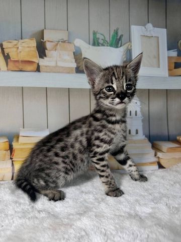 Wunderschöne reinrassige High% F3 Savannah Kätzchen