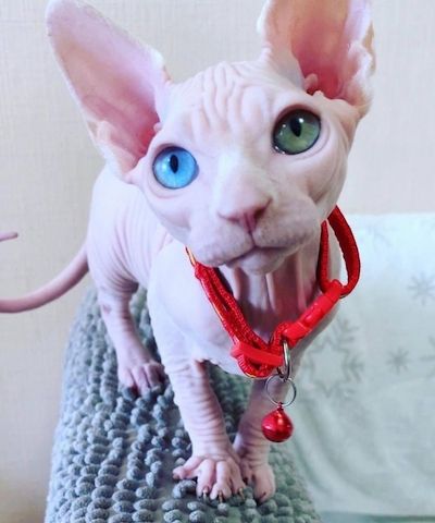 Zu Hause aufgezogene Sphynx-Kätzchen