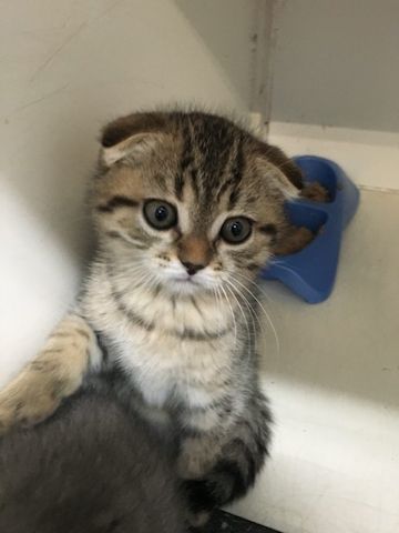 Wunderschöne Scottish Fold Kätzchen zum Mitnehmen