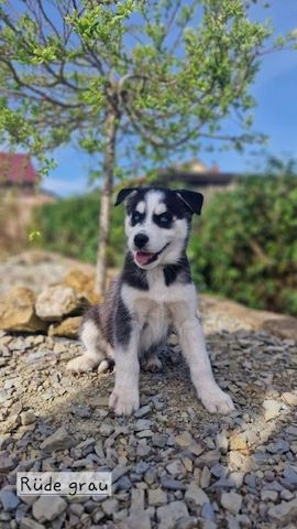 Siberian Husky Welpen mit VDH/DCNH/FCI-Papieren
