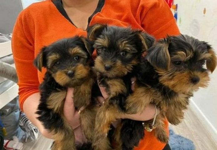 Yorkshire Terrier Welpen zu verkaufen