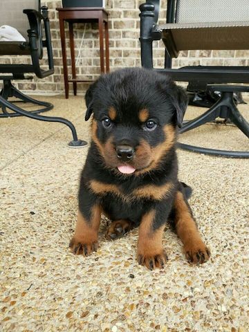 Rottweiler welpen ADRK Zucht