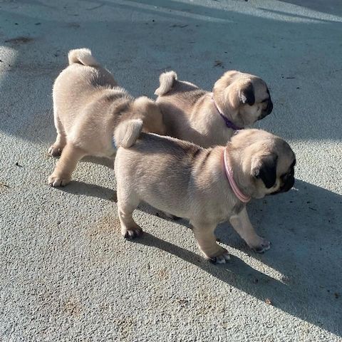 Mops Welpen (Reinrassige Retromops Welpen)
