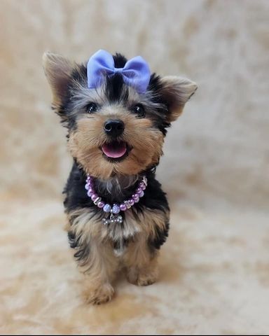 Yorkshire Terrier / coloured Yorkie Welpen