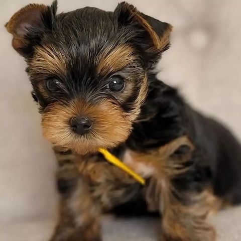 Yorkshire Terrier / coloured Yorkie Welpen