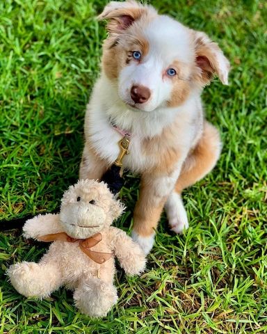 Australien Shepherd Welpen
