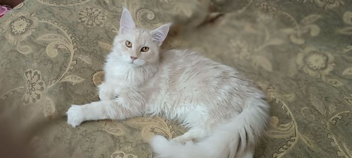 Anhänglicher, verspielter und sehr kontaktfreudiger Maine Coon Junge