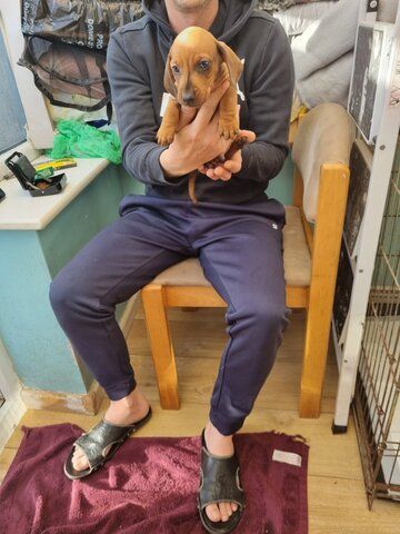 Gorgeous black and tan dachshunds Ready