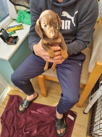 Gorgeous black and tan dachshunds Ready