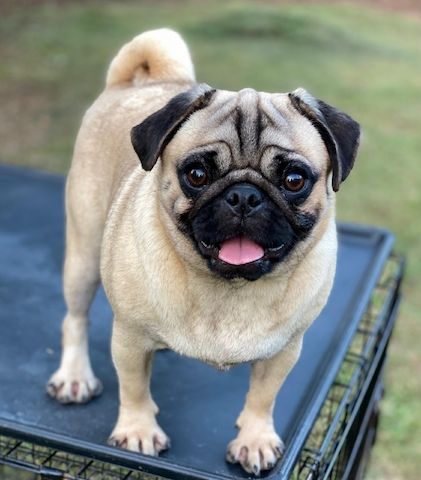 Pugs available