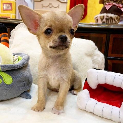 Chihuahua Babys mit papieren WhatsApp-Nummer +31684935138