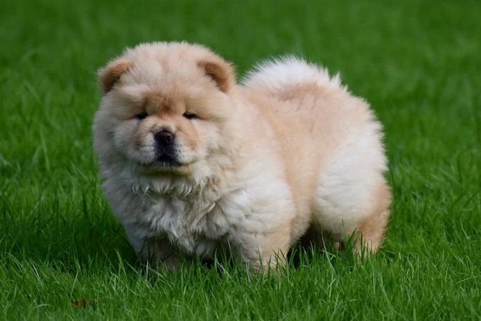 Chow chow welpen WhatsApp-Nachricht an +31684935138