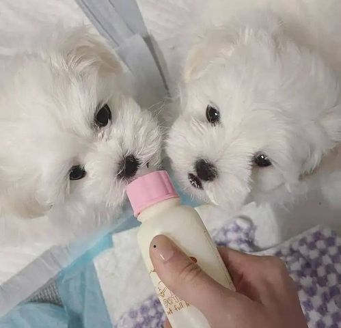 Malteser Welpen