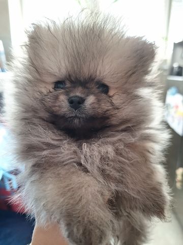 Reinrassige Pomerian Zwergspitz